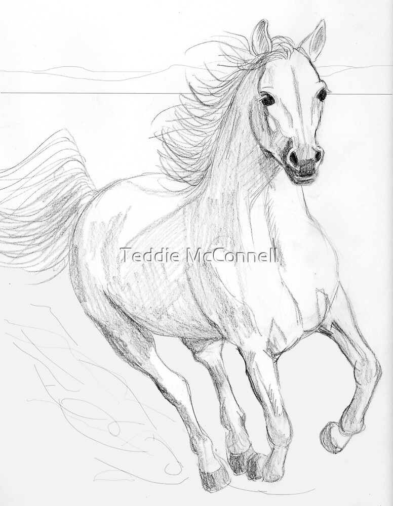 "Running Arabian Horse Pencil Drawing" by Teddie McConnell | Redbubble