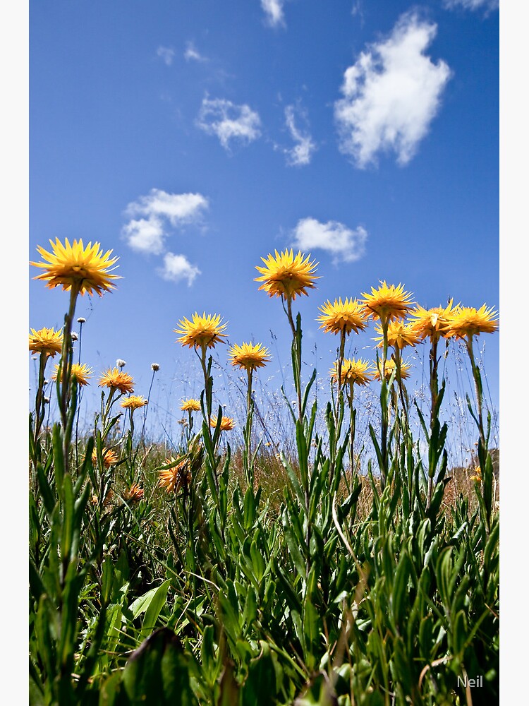 Reach for the sky by Neil
