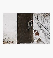 Admiration Photographic Print