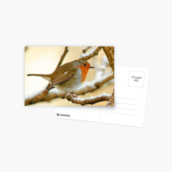 Robin on a frosty morning, County Kilkenny, Ireland Postcard
