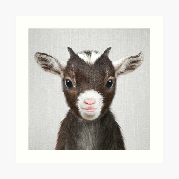 Impression Artistique Bebe Chevre G097 Par Schukinart Redbubble