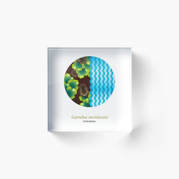 The Circles of Life: Otter Beetle Acrylic Block