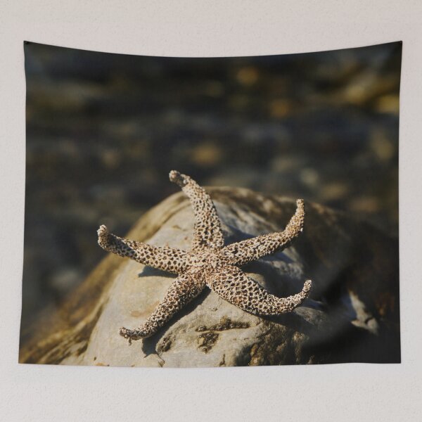 Item preview, Starfish - stone designed and sold by laura-S.