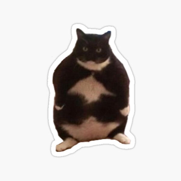 Standing cat pfp  Cat stands, Cat memes, Cat icon