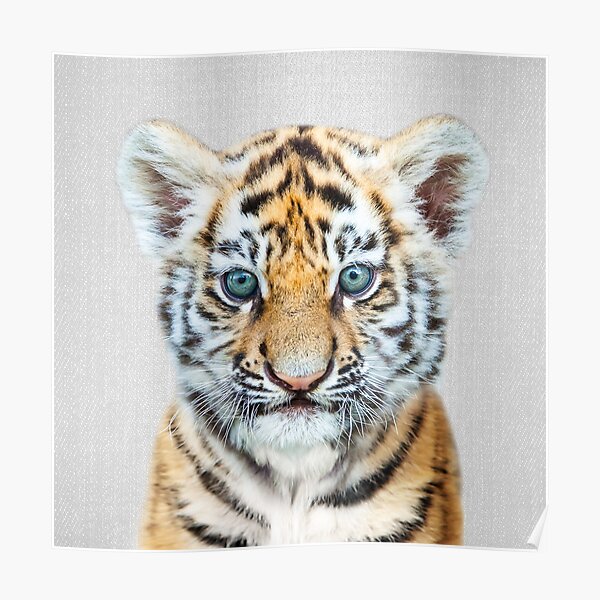 Baby Tiger Poster