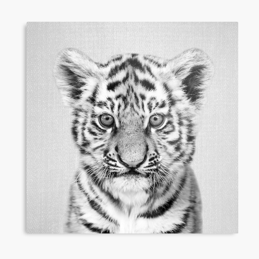 Impression Sur Toile Bebe Tigre Noir Blanc Par Galdesign Redbubble