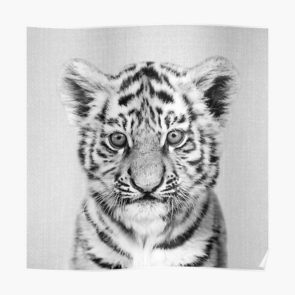 Poster Baby Lion Noir Blanc Par Galdesign Redbubble