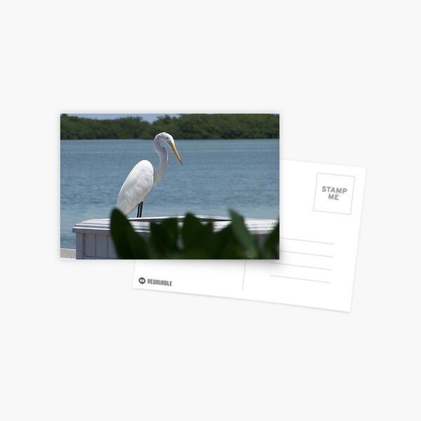 Great White Heron Postcard