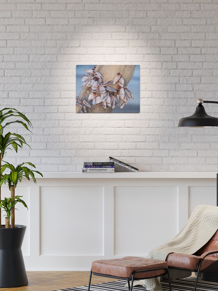 Thumbnail 1 of 4, Metal Print, Goose Barnacles On Driftwood designed and sold by DianaTaylor/ JacksonDunes.