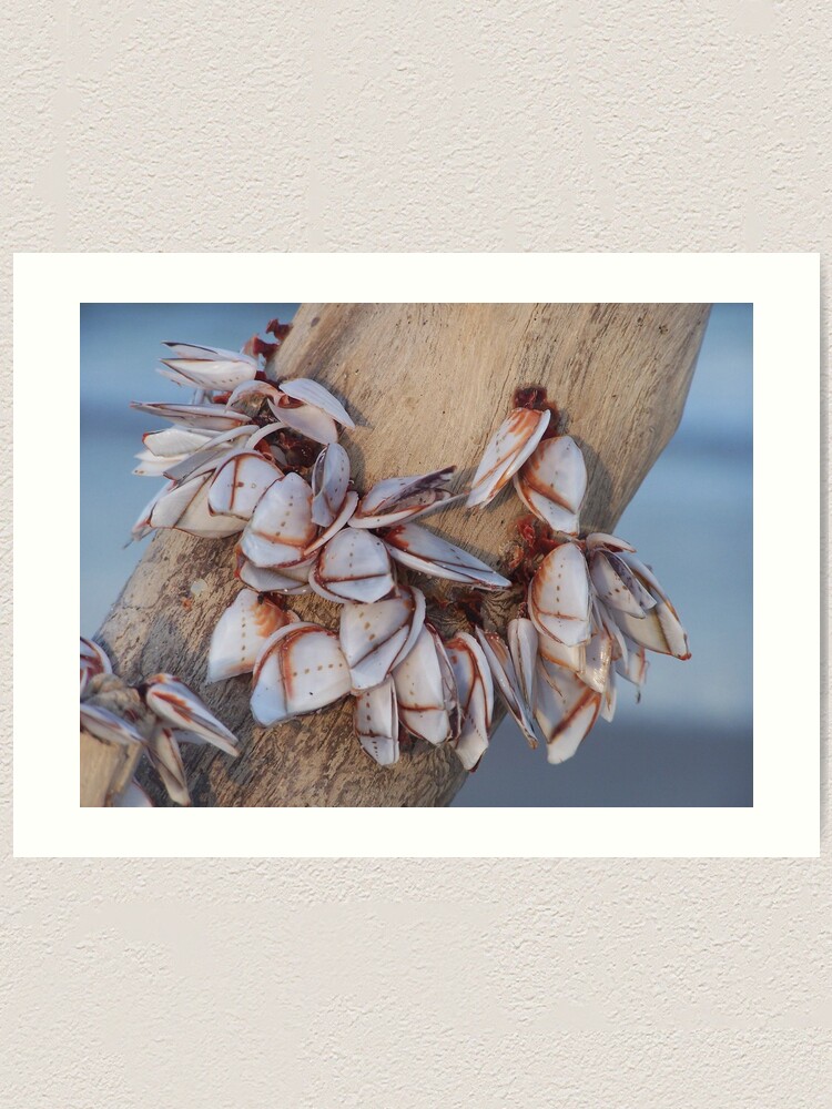 Alternate view of Goose Barnacles On Driftwood Art Print