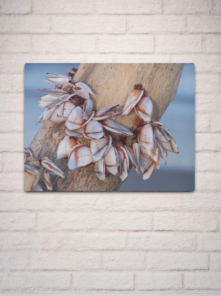 Thumbnail 2 of 4, Metal Print, Goose Barnacles On Driftwood designed and sold by DianaTaylor/ JacksonDunes.