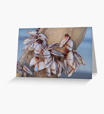 Goose Barnacles On Driftwood Greeting Card