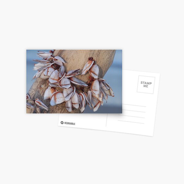 Goose Barnacles On Driftwood Postcard