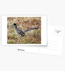 Where's that pesky coyote? Postcards