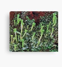 PEBBLED PIXIE CAPS Canvas Print