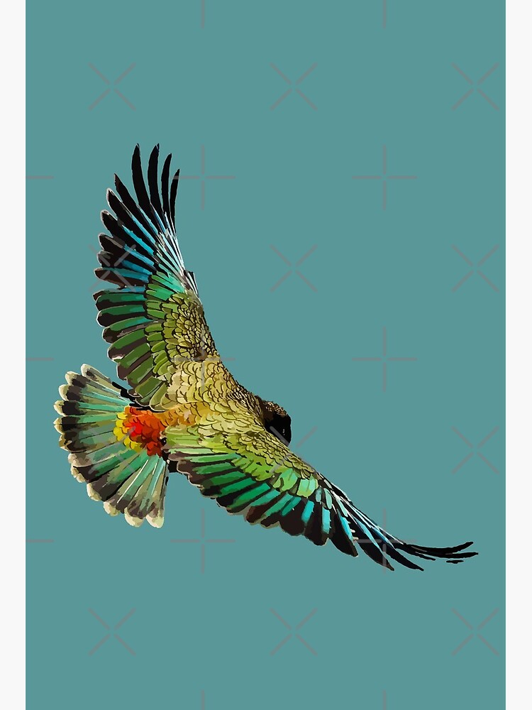 Thumbnail 2 of 2, Art Board Print, New Zealand Kea designed and sold by BeThreeDesigns.