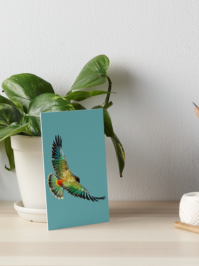 Thumbnail 1 of 2, Art Board Print, New Zealand Kea designed and sold by BeThreeDesigns.