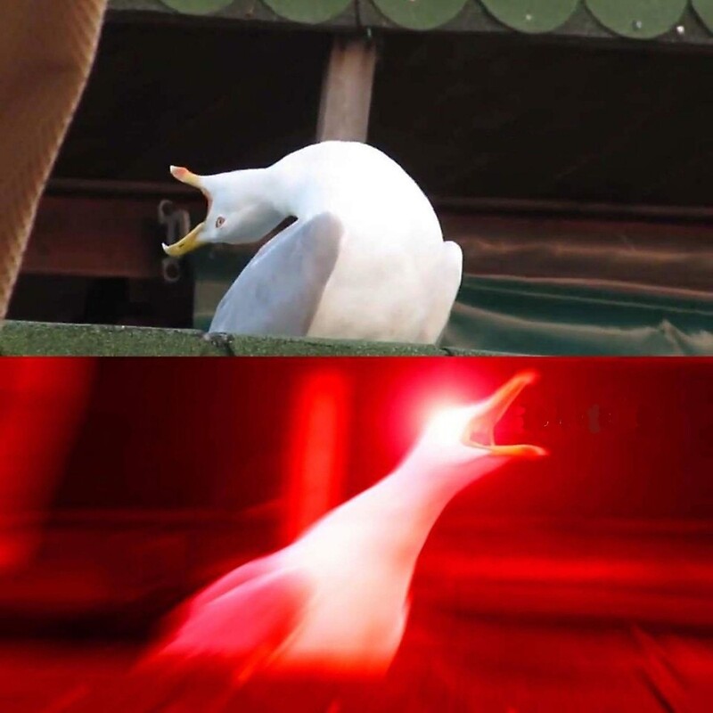 screaming seagull meme. bird. inhales meme. dank meme. funny meme. seag...