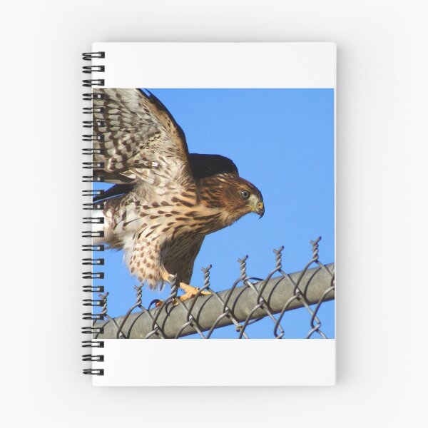 Item preview, Hawk on a Fence... designed and sold by RichImage.