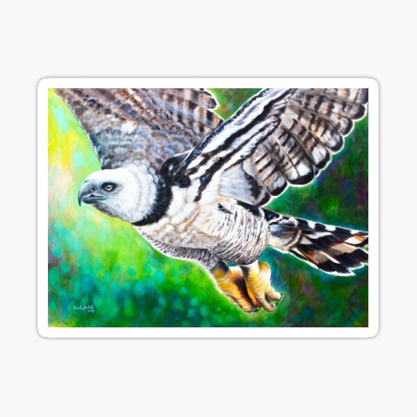 "Aguila Harpia/ Harpy Eagle" Pegatina