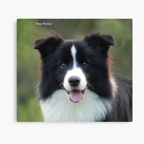 Border Collie Canvas Print