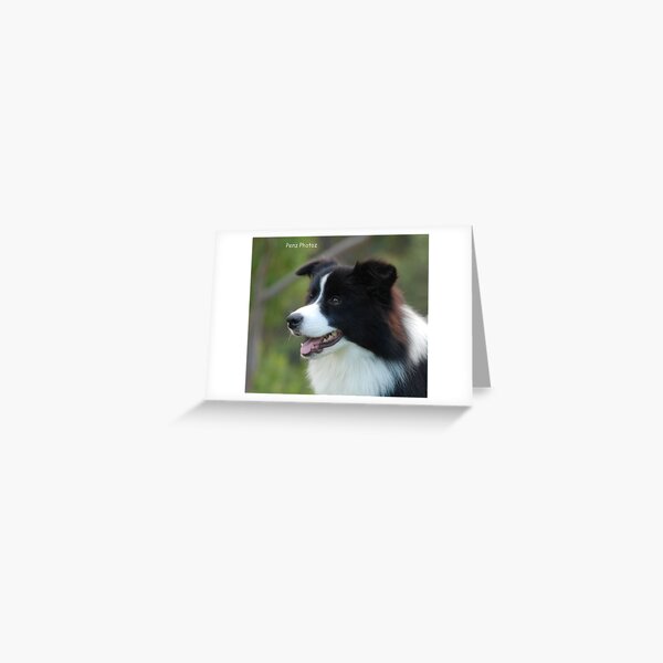 Border Collie Greeting Card