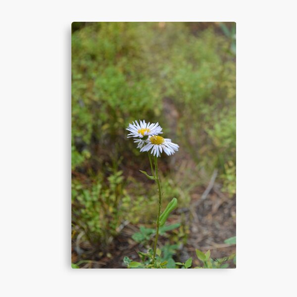 Miniature Brilliance Metal Print
