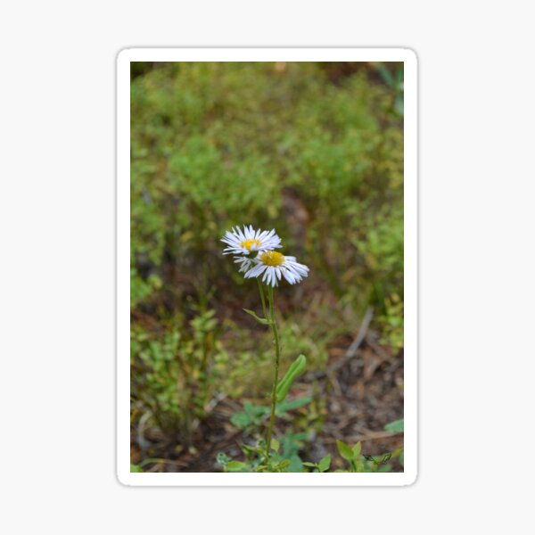Miniature Brilliance Sticker