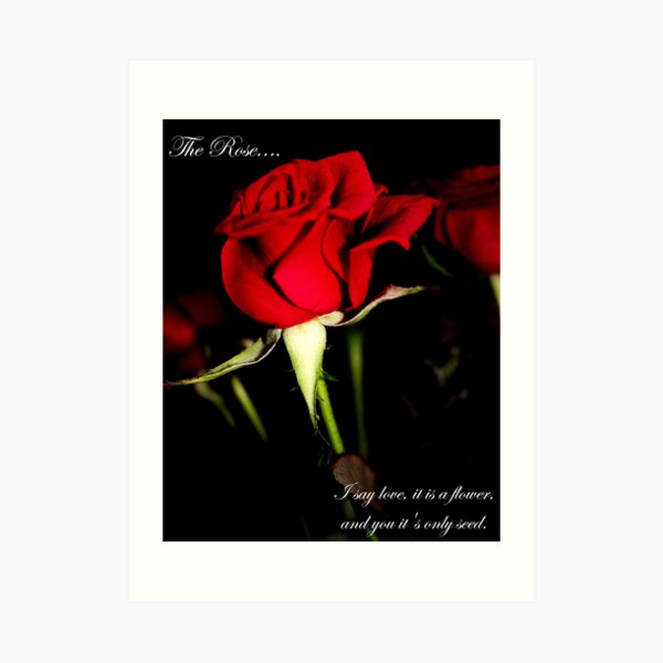 The Rose Art Print