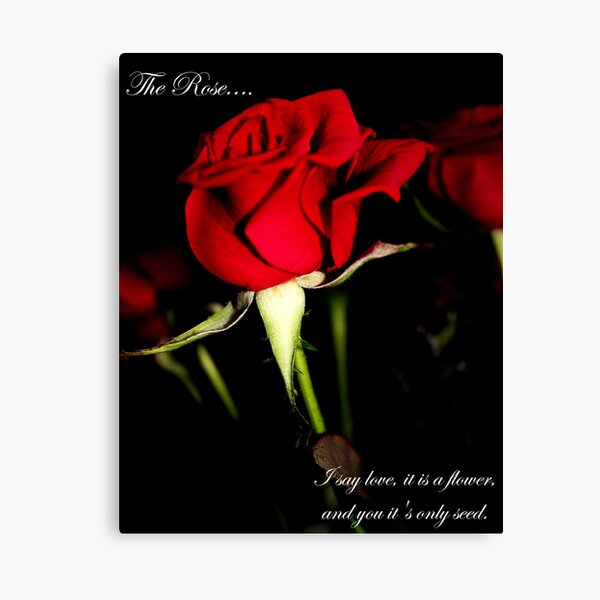 The Rose Canvas Print