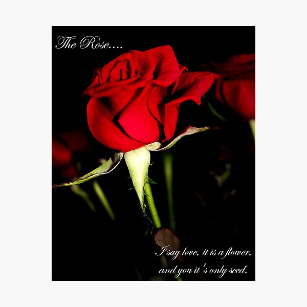The Rose Photographic Print