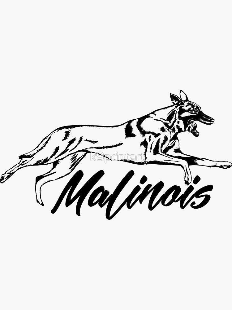 Malinois Belgian shepherd -Mechelaar