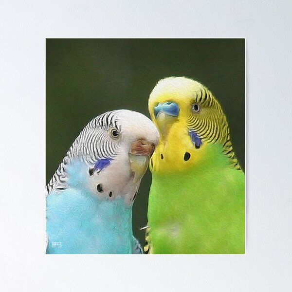 Item preview, Budgie Buddies designed and sold by JimPavelle.