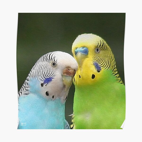 "Budgie Buddies" Poster by JimPavelle Redbubble