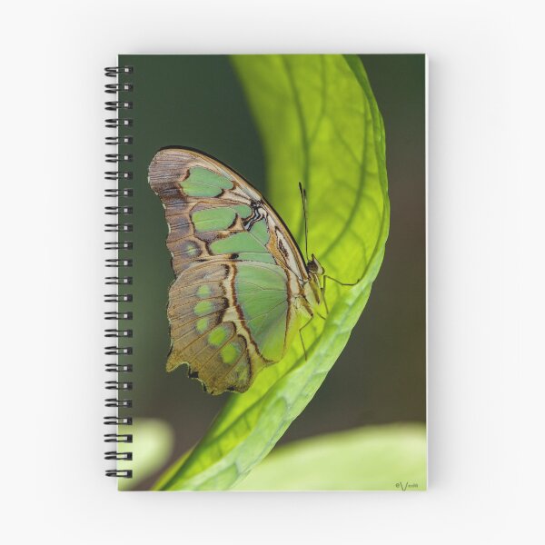 Item preview, Butterfly on a sail leaf designed and sold by iCimages.net.