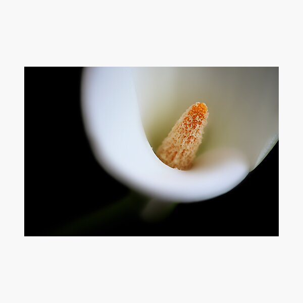 Item preview, Lilly White designed and sold by Ingrid Beddoes Photography.