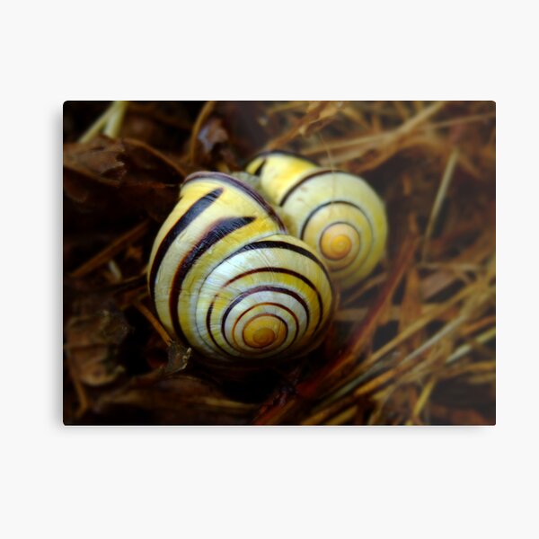 Snuggle Metal Print