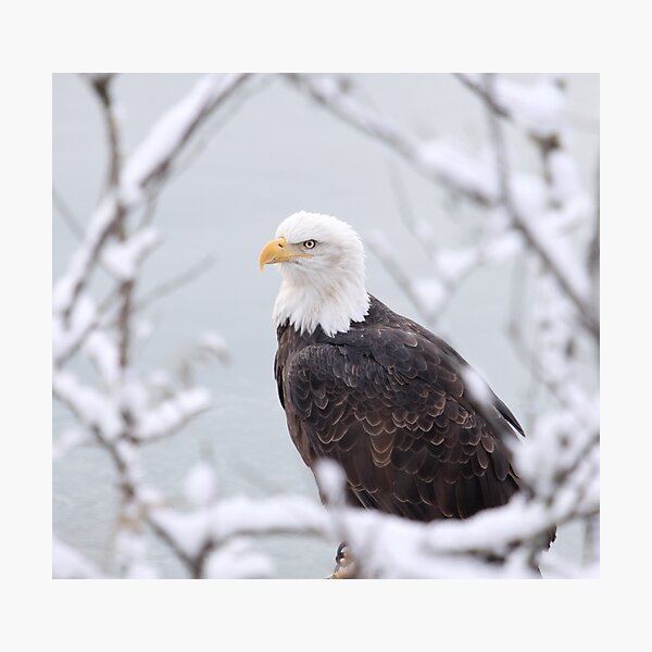 Item preview, Proud Eagle designed and sold by Gina Ruttle  (Whalegeek).