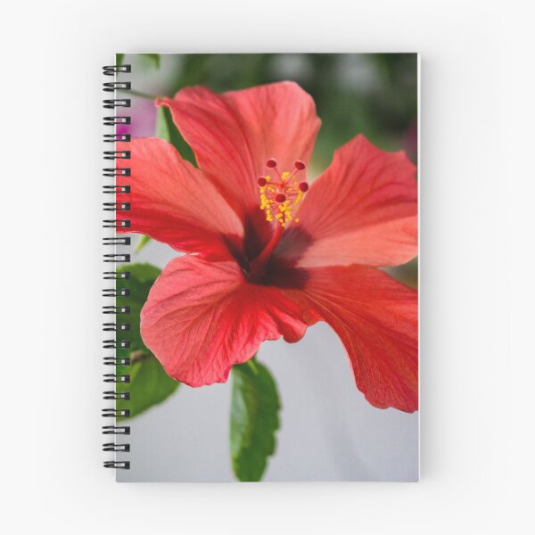 Artikelvorschau, Blüte, Hibiskusblüte entworfen und verkauft von PingiPinguin.