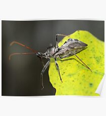 Assassin Bug Poster