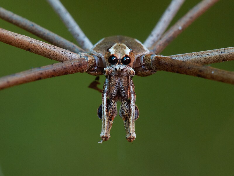 “Net-casting spider” by Steve Axford | Redbubble