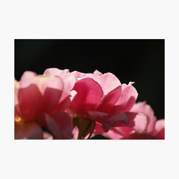 Sweet Photographic Print