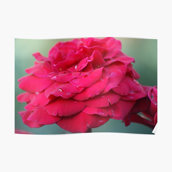 Red Poster