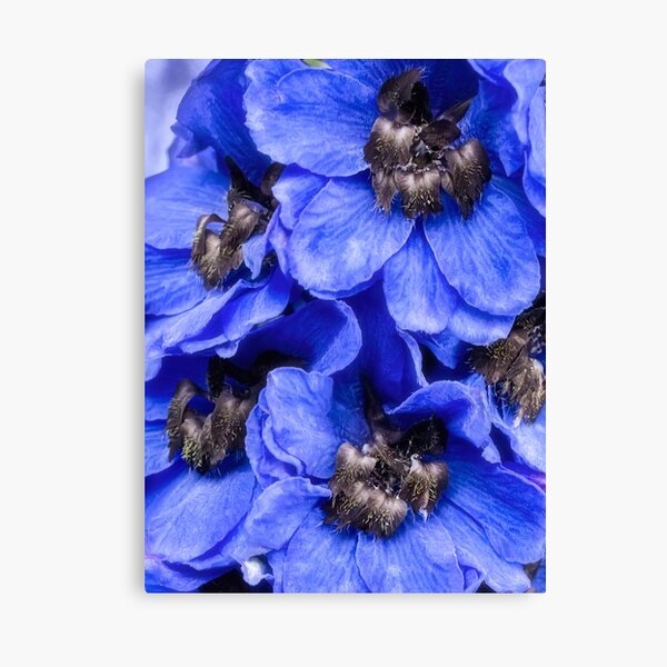 Love is blue Canvas Print