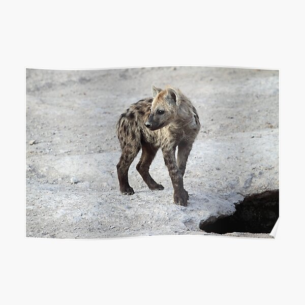 Spotted Hyena Cub, Kenya. Poster