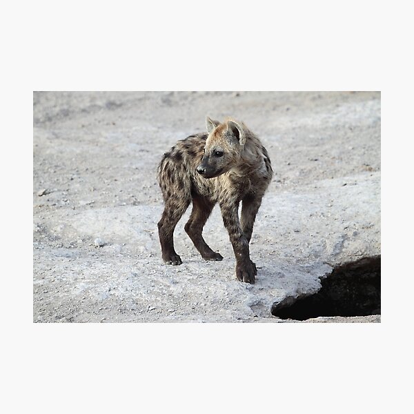 Spotted Hyena Cub, Kenya. Photographic Print