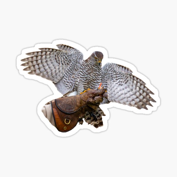Item preview, Goshawk to Glove of a Falconer designed and sold by OwlOccasions.