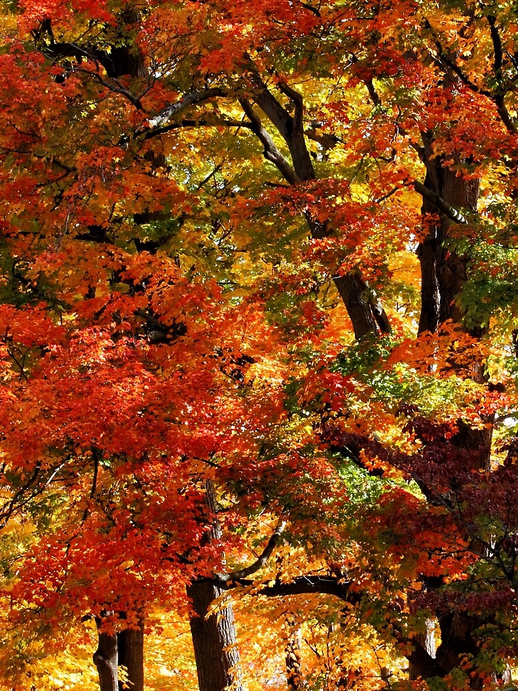 Colors Of Fall by wselander