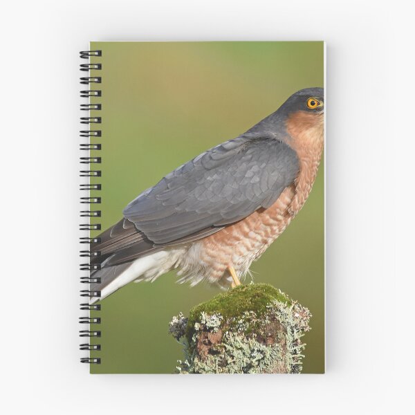 Item preview, Sparrowhawk designed and sold by Paul Crabtree.