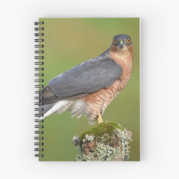 Item preview, Sparrowhawk designed and sold by Paul Crabtree.